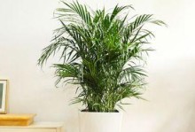 如何正确养护富贵叶子（掌握这些养护方法，让富贵叶子长得更茂盛）