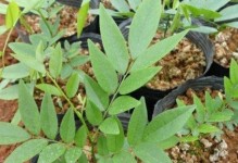 海南岛适合种植的树木品种（探索热带气候下的林木生态）