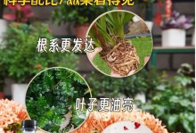 金钻的根系（探索金钻的根系构成及其对植物生长的影响）