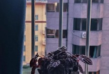 红皱叶椒草的养殖技巧（如何正确养殖红皱叶椒草提高品质和产量）