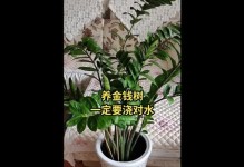 如何正确浇水以促进金钱树繁殖（金钱树浇水技巧，让你的财富茁壮成长）