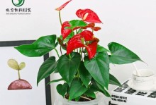 红掌水培转土培的步骤与注意事项（从水中脱离，红掌如何成功转移到土壤中生长）