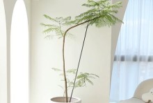 打造精美庭院盆景植物（以观赏性强的绿植为主）