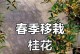 移植桂花苗的步骤与注意事项（打造美丽庭院，从移植桂花苗开始）