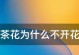 茶花光长叶子不开花的原因与解决方法（茶花长叶子不开花怎么办？茶花不开花的几种原因和解决方法！）