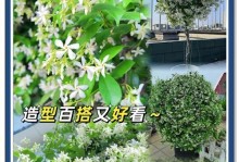 风车茉莉的施肥技巧（掌握正确的施肥方法，让风车茉莉生机盎然）