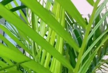 如何处理散尾葵叶尖干枯问题（有效方法与关键技巧，让你的散尾葵再次繁茂生长）