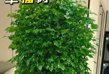 幸福树的浇水技巧（如何正确浇水，让幸福树更健康茁壮）