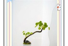 镜面草水培的特点与优势（探索镜面草水培的无限可能）