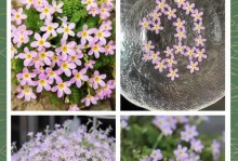 以樱草花怎么种法为主题（简单方法教您种植樱草花）
