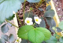 草莓开花解析（草莓花的形态及生长规律）