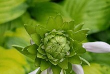 探秘碧玉——一种神奇的植物（揭开碧玉的面纱，解密其生长习性和药用功效）