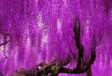 爬蔓花卉品种一览（探究各式爬蔓花卉，营造绿色空间）
