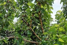 家庭养殖养生之——种植营养丰富的桑葚树（健康生活，从自家种植桑葚开始）