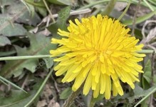蒲公英花的美妙之处（自由、希望与纪念——探索蒲公英花的象征意义）