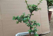 金枝玉叶的毒性及室内养护指南（了解这些，让你的室内植物更加健康美丽）