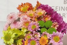 为什么家里不能养雏菊？（探究雏菊的特点和家庭环境的限制）
