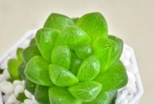 如何防止宝草玉露徒长？