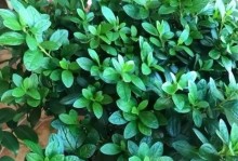 夏天如何养护盆栽杜鹃花（保证水分与避免高温，让杜鹃花在夏天绽放美丽）