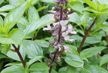 种植九层塔，选对时间很重要（九层塔的最佳播种时间、种植前的准备工作）
