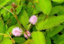 冬天含羞草的种植指南（打造别样冬日花园，让含羞草绽放温暖）